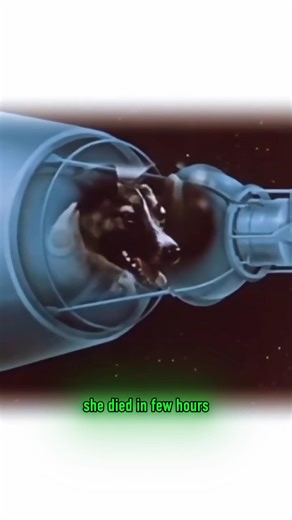 Laika – The First Dog in Space 🚀🐶 (Sad Truth) #facts #universe #space #lyka #animals #shorts