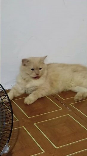 funny cats #127 #cats #cute #pets #meow #instacat #catlover #kittensofinstagram #animaloveras