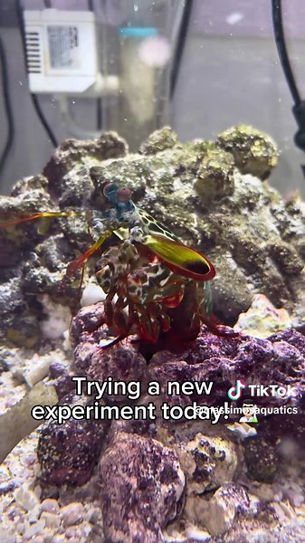 Massimo’s Aquatics (@massimosaquatics) - Mantis Shrimp Facts: Discover the Amazing Creatures