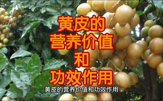 黄皮的营养价值和功效作用