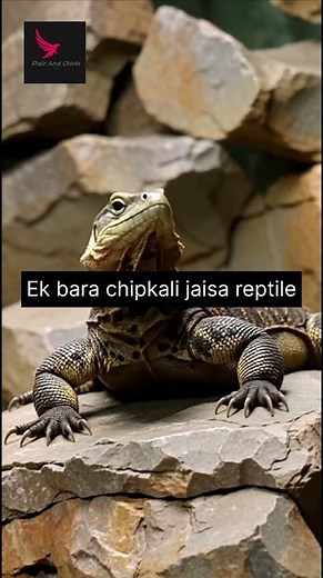 The Giant Reptile You Didn’t Know About – Monitor Lizard!