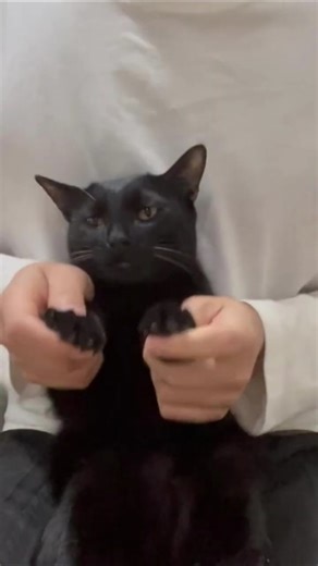 Cool black cat dancing #cat #dance #shortsfeed #shorts