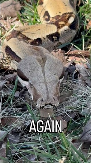 Athena - Boa Imperator