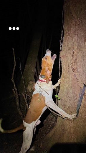 Understanding Hounds: Insights into Hound Breeds