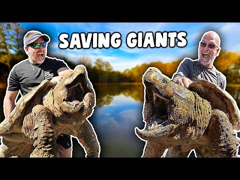 Rescuing GIANT Alligator Snapping Turtles