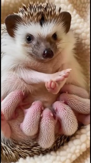 Hedgehog mom feeding newborns. A beautiful moment of nature. Drop a "❤️" for the momma! #hedgehog | The Daily Hedgehog Show