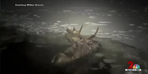 Anchorage man pulls struggling moose from lake