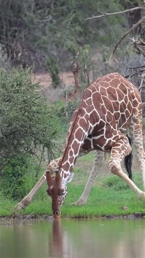 Look How Amazing a Giraffe Drinks Water | Nature’s Unique Moment 🦒💧