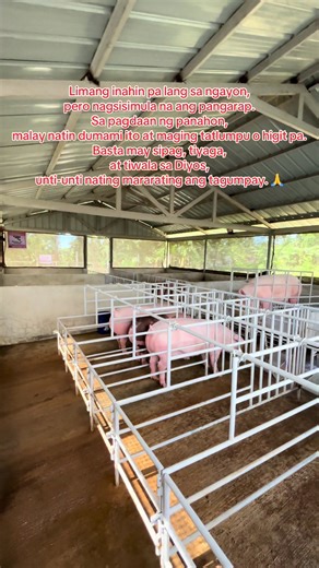 Starting a Backyard Hog Farm Journey