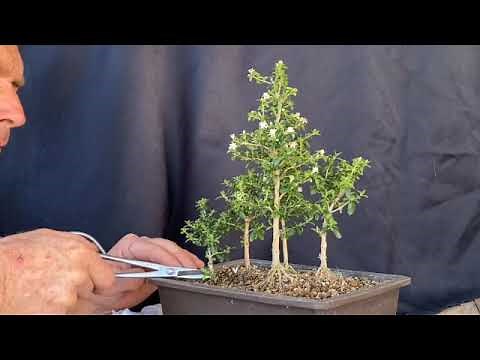 Serissa Foetida (AKA Snow Rose) Bonsai Forest! BoneDry Bonsai