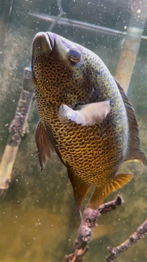 Feeding the Yellow Jacket Cichlid