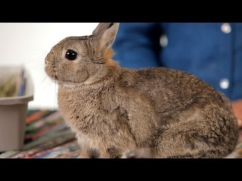 How to Know When to Euthanize a Rabbit | Pet Rabbits