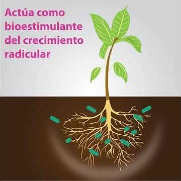 Modo de acción Bacillus subtilis