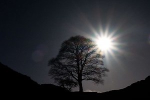 Famous Sycamore Gap tree ‘deliberately felled’ in apparent ‘act of vandalism’