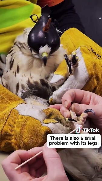 Rescue.T&T (@rescue.t2t) - Hawk Returns to Show Gratitude for Rescue