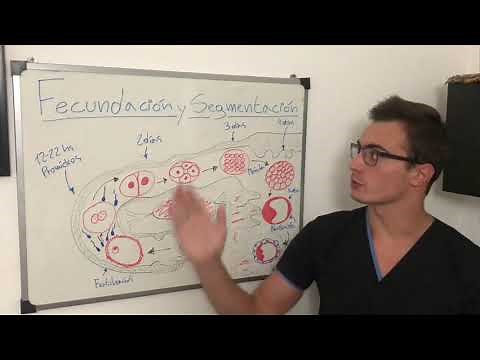 Embriología - Fecundación & Segmentación