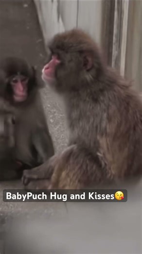Punch Monkey Finds Love ❤️ | Emotional Hug and kisses #shortvideo #shorts #viral #viralvideo #punch