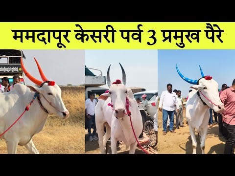 ममदापूर केसरी पर्व 3 मैदानातील प्रमुख पैरे 2026 Mamdapur Bailgada Sharyat