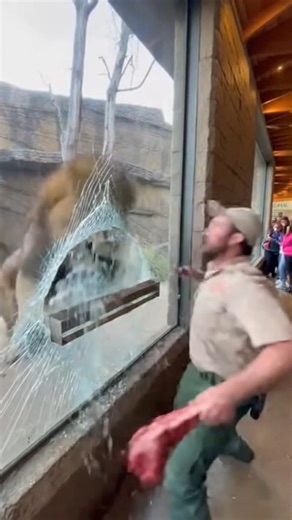 Lion Breaks the Glass?! 😱 #Shorts