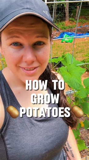 How to grow potatoes at home