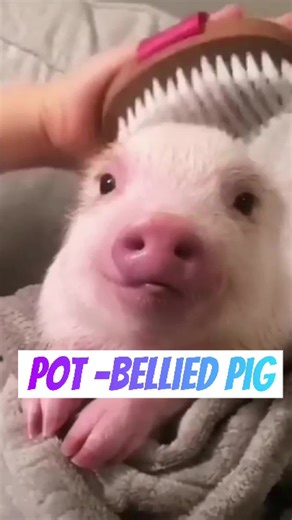 Pot bellied pig 🐖#animal #animals #fyp #foryoupage #tik_tok #pig