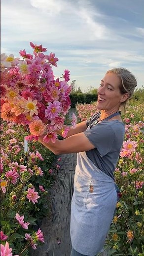 An armload of Dahlia Floret seedlings