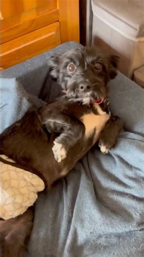 Energizer Bunny Tail: How Fast Can I Go?