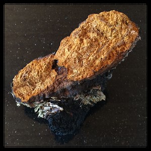 Chaga Extract - Forager's Quest