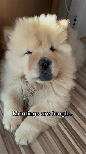 Chow Chow Puppies: Adorable Cream-Colored Cuteness