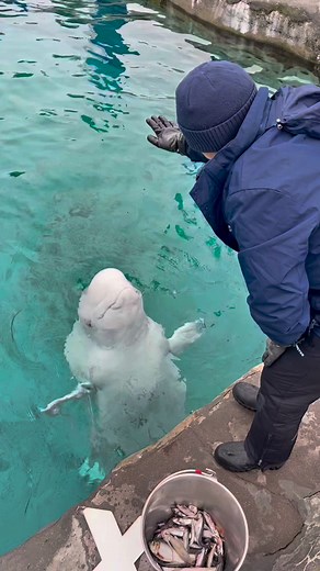 734K views · 10K reactions | Certified goofball | Mystic Aquarium | Facebook