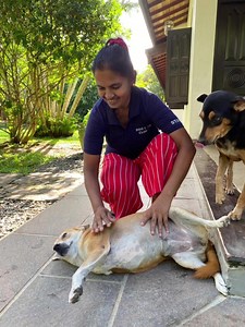 5.4K views · 52 reactions | Dog Care Clinic e.V on Reels | Facebook