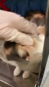 72 reactions · 82 shares | RESCUED! NENA - ID #A147309 Female / 2 years Cage in ISO Owner Surrender Intake / Out date: 5/2/16 Nena was very upset her first day in the shelter but she is already coming around. She is a beautiful dilute calico girl to clearly deserves the finer things in life. | CACC Cats | Facebook