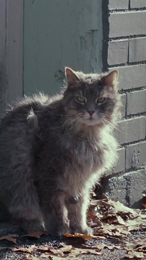 grumpy cat dad > grumpy 🐾 Happy #Caturday from #AManCalledOtto, in theaters everywhere January 13.