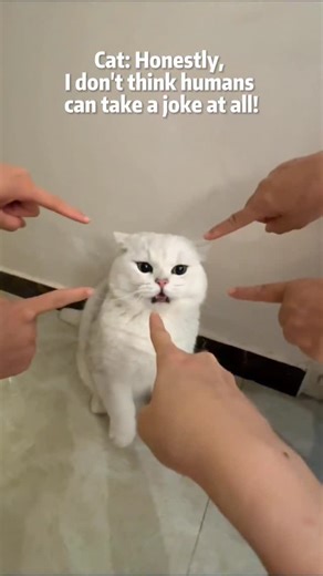 Weishui Liu on Instagram: "🐱Cat:Honestly, I don’t think humans can take a joke at all!#drawing #cat"