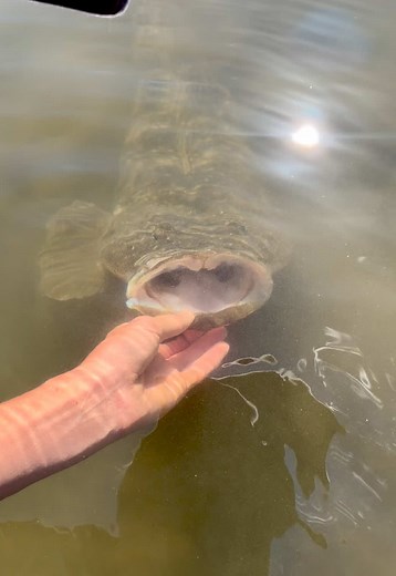 This fish was very friendly🥹😂.. #flathead #fishing #foryou #australia