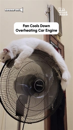 1.2M views · 10K reactions | 掠 Cooling ourselves down after eating too much like: #Cats #Funny #Thanksgiving #Food | The Pet Collective | Facebook