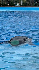 67K views · 996 reactions | Killer whales display creativity in carrying their toys. #Awesome #whaledone #seaworld #orcas | Travisandcousins | Facebook