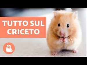 ALL ABOUT HAMSTERS - Care and feeding