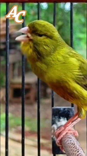 تغريد ذكر #كناري هائج CANTO DO CANÁRIO #canário #canary #birds