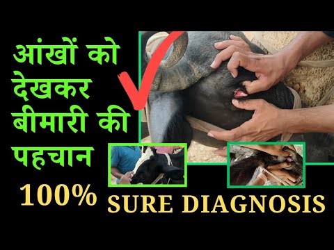 100% Diagnosis का सही तरीका Mucous Membrane in Cattle सातों बीमारियां