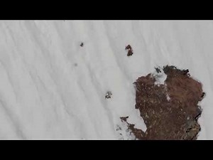 【親子で見てください】Bear baby崖を上る熊の赤ちゃん！