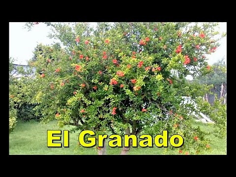 The Pomegranate Tree.