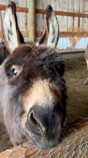 They see me rollin’ 😎 ••#theyseemerolling #minidonkey # #minidonkeys #ridingdirty #donkeylife #dirtbath | Double Donkey Ranch