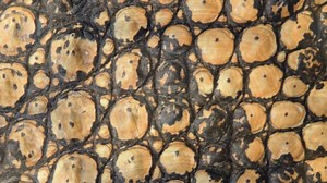 1.4K views · 11 reactions | Tomorrow is the final day! Don’t miss...