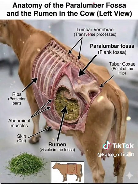 The Rumen and Its Location (Why the Left Side of the Cow Is Important) In cattle, the rumen is the largest compartment of the stomach. It is mainly located on the left side of the abdomen, especially in an area called the left paralumbar fossa. 📍 Important Landmarks of the Left Paralumbar Fossa This region is bordered by: • Ribs in front • Lumbar vertebrae (backbone) above • Tuber coxae (point of hip) behind • Abdominal muscles on the side Between these structures is the paralumbar fossa, where