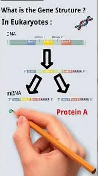 the concept of gene structure