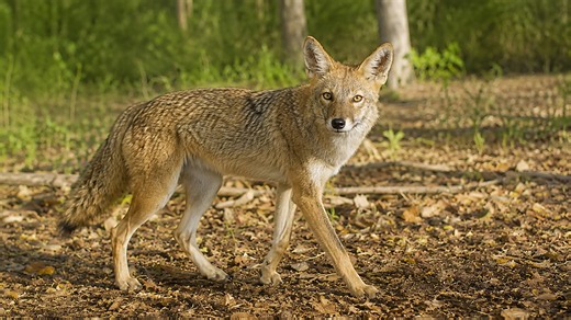 Un chacal dorado camina por el suelo del bosque captado por una cámara oculta