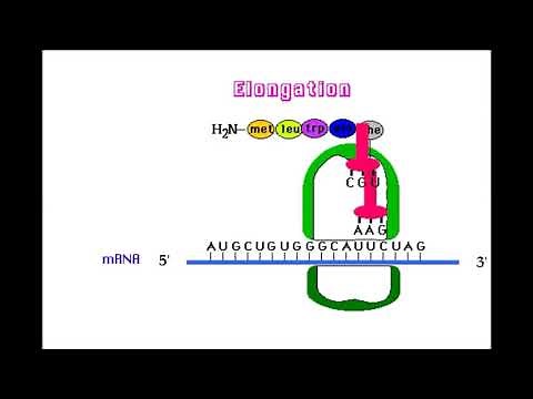 Animación de la traducción del ADN