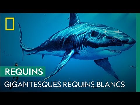 Les plus imposants spécimens de grands requins blancs