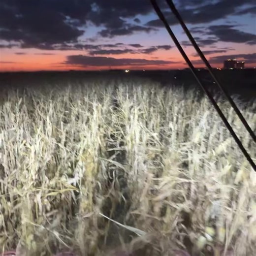 Fall harvest is rolling across the country, and I’m back in Iowa (USA) combining corn. The Harvest Moon was out this week creating some amazing sun sets. The harvest moon happens once a year; a full moon that occurs closest to the autumnal equinox, rising early and bright, giving the fields a little extra light. Driving the CASE IH 8620 combine and a 12 row corn head. To follow my American journey head over to my YouTube https://youtube.com/playlist?list=PLIsMI5Xje72qHkwKyP7fR266PR9-cgck5&si=FaN